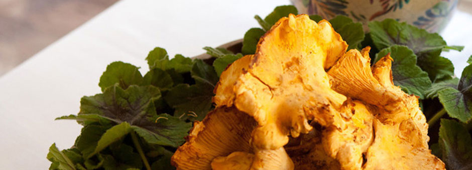 chanterelle-pic